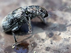 Pachyrhinus cinereus