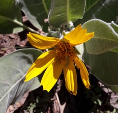 Wyethia mollis