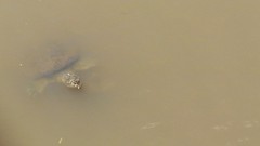 Apalone spinifera pallida