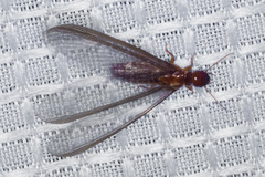 Zootermopsis nevadensis
