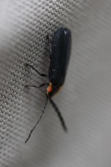 Lucidota atra