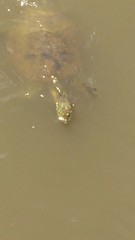 Apalone spinifera pallida