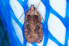 Agonopterix argillacea