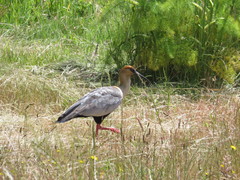 Theristicus melanopis