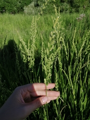 Beckmannia eruciformis