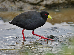 Black Crake photo 1