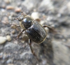 Hoplia graminicola