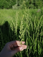 Beckmannia eruciformis