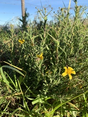 Osteospermum spinosum