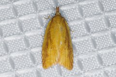 Sparganothis striata