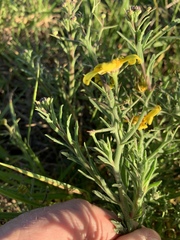 Osteospermum spinosum