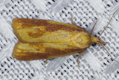 Sparganothis striata