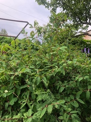 Lonicera caerulea edulis