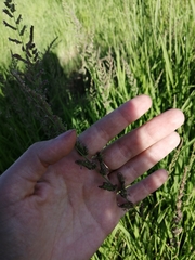 Beckmannia eruciformis