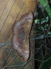 Hemeroblemma ochrolinea