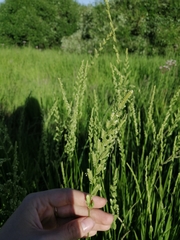 Beckmannia eruciformis