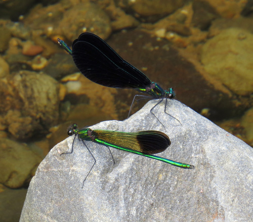 Ebony jewelwing