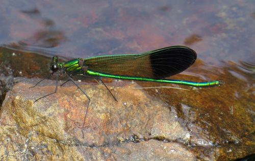 River Jewelwing photo 5