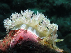 Marionia arborescens