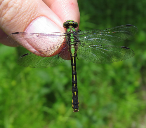 Maine Snaketail photo 4