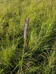 Alopecurus pratensis