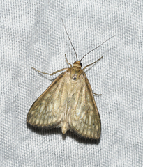 Sitochroa chortalis