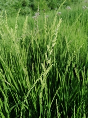 Beckmannia eruciformis