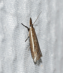 Raphiptera argillaceellus