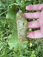 Rumex obtusifolius obtusifolius