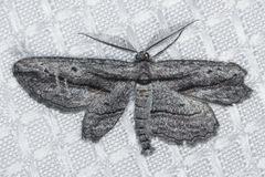 Hulstina wrightiaria