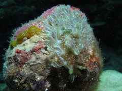 Marionia arborescens