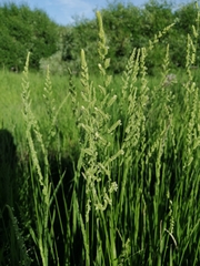 Beckmannia eruciformis