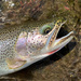 Coastal Cutthroat Trout - Photo (c) dmtptp, some rights reserved (CC BY-NC)