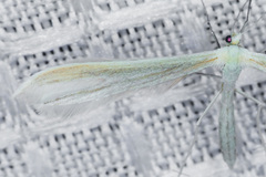 Hellinsia pectodactylus