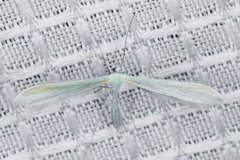 Hellinsia pectodactylus