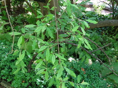 Elaeagnus multiflora