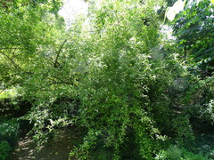 Elaeagnus multiflora