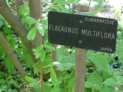 Elaeagnus multiflora