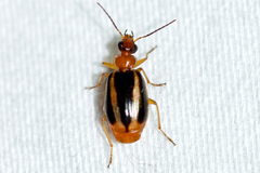 Lebia solea