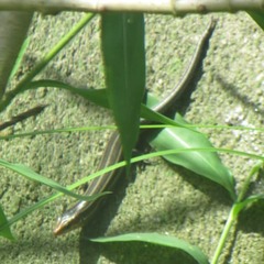 Plestiodon fasciatus