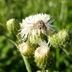Petrophila canadensis