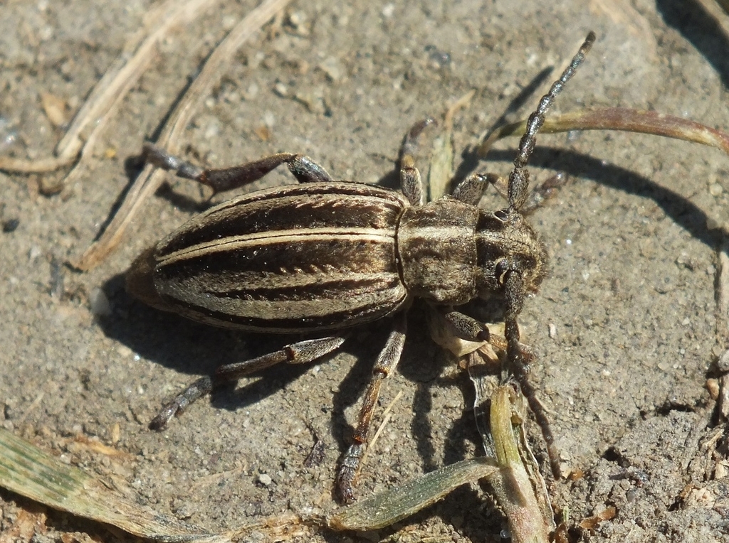 Dorcadion sareptanum