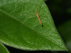 Yemmalysus parallelus