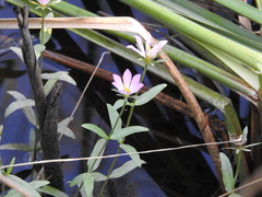 Sabatia dodecandra foliosa