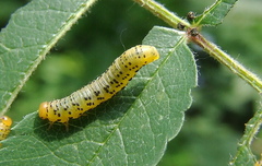Pristiphora geniculata
