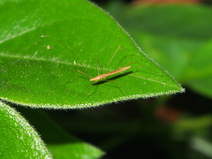 Yemmalysus parallelus