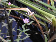 Sabatia dodecandra foliosa