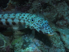 Parapercis clathrata