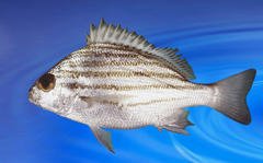 Banded Grunter photo 2