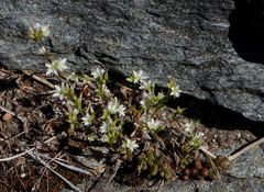 Minuartia rostrata